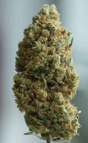 Blue Kush Autoflowering